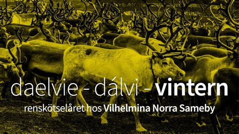 renskötare|ETT RENSKÖTSELÅR .